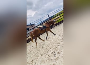 Pony belga, Yegua, 5 años, 137 cm, Alazán