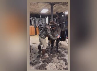 Pony belga, Yegua, 5 años, 145 cm, Tordillo negro