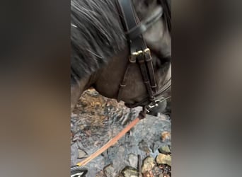 Pony belga, Yegua, 5 años, 145 cm, Tordillo negro