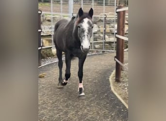 Pony belga, Yegua, 5 años, 147 cm, Tordo