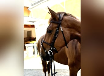 Pony belga, Yegua, 5 años, 154 cm, Alazán