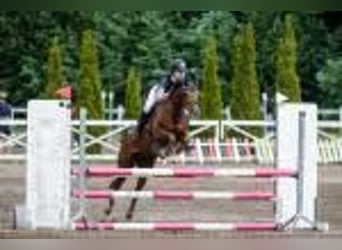 Pony belga, Yegua, 5 años, Alazán