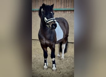 Pony belga Mestizo, Yegua, 6 años, 118 cm, Pío