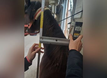 Pony belga, Yegua, 6 años, 139 cm, Castaño