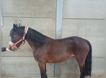 Pony belga, Yegua, 6 años, 139 cm, Castaño