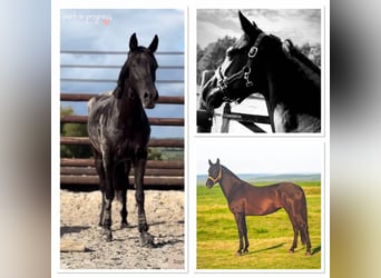 Pony belga, Yegua, 6 años, 148 cm, Negro