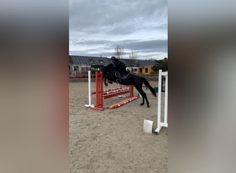 Pony belga, Yegua, 6 años, 148 cm, Negro