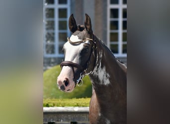 Pony belga, Yegua, 6 años, 148 cm, Pío