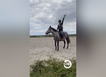 Pony belga, Yegua, 7 años, 143 cm, Tordo rodado