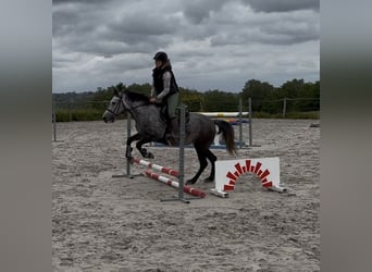 Pony belga, Yegua, 7 años, 143 cm, Tordo rodado