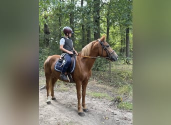 Pony belga, Yegua, 7 años, 145 cm, Alazán