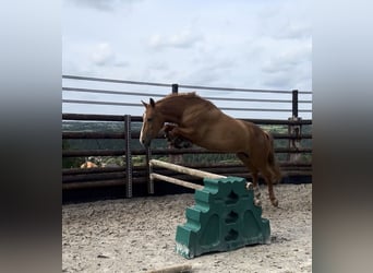 Pony belga, Yegua, 7 años, 145 cm, Alazán