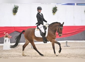 Pony belga, Yegua, 7 años, 145 cm, Castaño