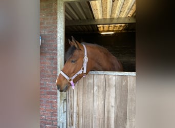 Pony belga, Yegua, 7 años, 145 cm, Castaño