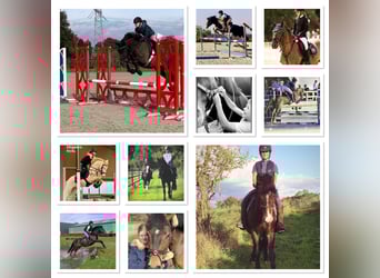 Pony belga, Yegua, 8 años, 145 cm