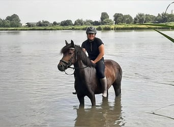 Pony belga, Yegua, 8 años, 146 cm, Morcillo