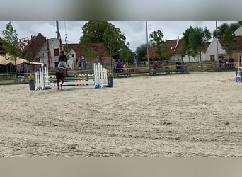 Pony belga, Yegua, 8 años, 146 cm, Morcillo