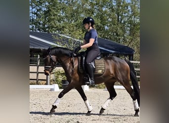 Pony belga, Yegua, 8 años, 148 cm, Castaño