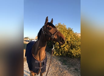 Pony belga, Yegua, 8 años, 155 cm, Castaño oscuro