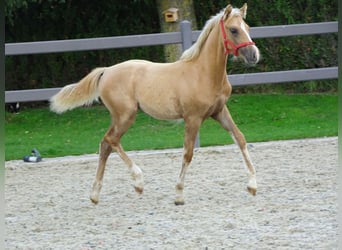 Pony belga, Yegua, Potro (03/2023), 144 cm, Palomino