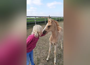 Pony belga, Yegua, Potro (03/2023), 144 cm, Palomino