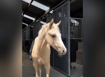 Pony belga, Yegua, Potro (03/2026), 147 cm, Palomino