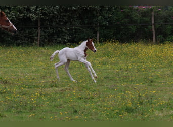 Pony belga, Yegua, Potro (01/2026), 148 cm, Tobiano-todas las-capas
