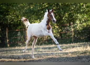 Pony belga, Yegua, Potro (04/2026), 148 cm, Tobiano-todas las-capas