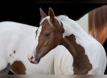 Pony belga, Yegua, Potro (04/2026), 148 cm, Tobiano-todas las-capas