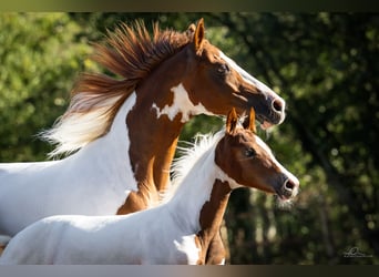 Pony belga, Yegua, Potro (04/2026), 148 cm, Tobiano-todas las-capas
