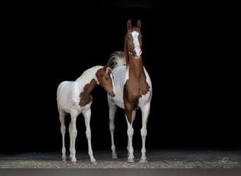Pony belga, Yegua, Potro (04/2026), 148 cm, Tobiano-todas las-capas