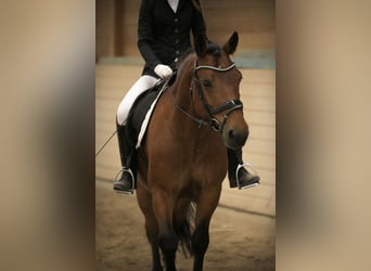 Pony Ceco Sportivo, Castrone, 10 Anni, 146 cm, Baio
