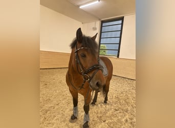 Pony Ceco Sportivo, Castrone, 11 Anni, 146 cm