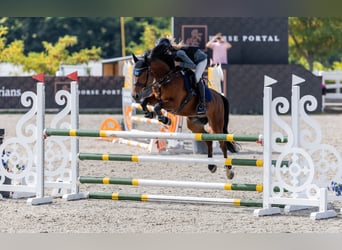 Pony Ceco Sportivo, Castrone, 13 Anni, 148 cm, Baio