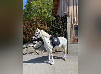 Pony Ceco Sportivo, Castrone, 14 Anni, 147 cm, Grigio pezzato