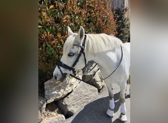 Pony Ceco Sportivo, Castrone, 14 Anni, 147 cm, Grigio pezzato