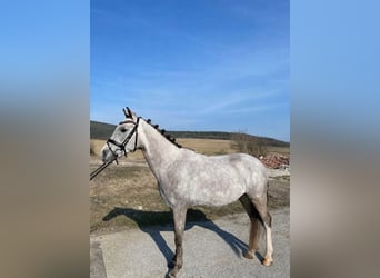 Pony Ceco Sportivo, Castrone, 5 Anni, 143 cm, Grigio