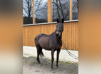 Pony Ceco Sportivo, Giumenta, 14 Anni, 164 cm, Baio scuro