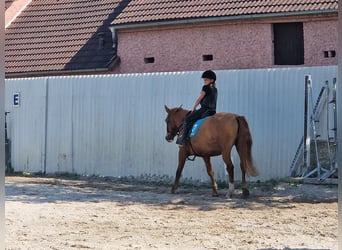 Pony Ceco Sportivo, Giumenta, 4 Anni, 141 cm, Sauro scuro