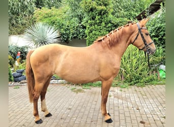 Pony Ceco Sportivo, Giumenta, 4 Anni, 141 cm, Sauro scuro