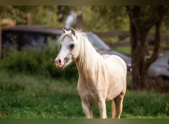 Pony Ceco Sportivo, Giumenta, 5 Anni, 122 cm, Palomino