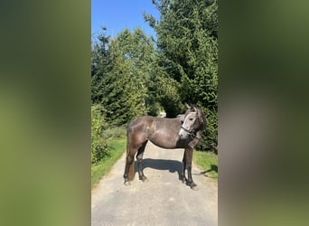 Pony Ceco Sportivo, Giumenta, 5 Anni, 145 cm, Grigio