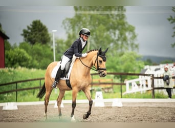 Pony classico tedesco, Castrone, 15 Anni, 148 cm, Pelle di daino