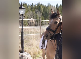 Pony classico tedesco, Castrone, 15 Anni, 148 cm, Pelle di daino