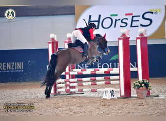 Pony classico tedesco, Castrone, 17 Anni, 148 cm, Baio