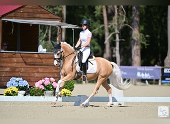 Pony classico tedesco, Castrone, 4 Anni, 148 cm, Palomino