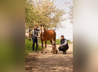 Pony classico tedesco, Castrone, 6 Anni, 148 cm, Sauro