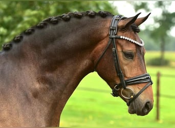 Pony classico tedesco, Castrone, 8 Anni, 146 cm, Baio scuro
