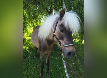 Pony classico tedesco, Castrone, 9 Anni, 110 cm