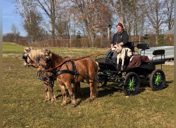 Pony classico tedesco, Castrone, 9 Anni